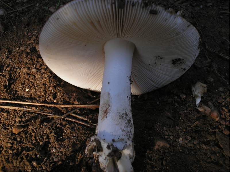 Russula e Amanita?
